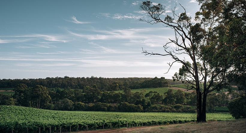 Forester Estate Home Block Vineyard